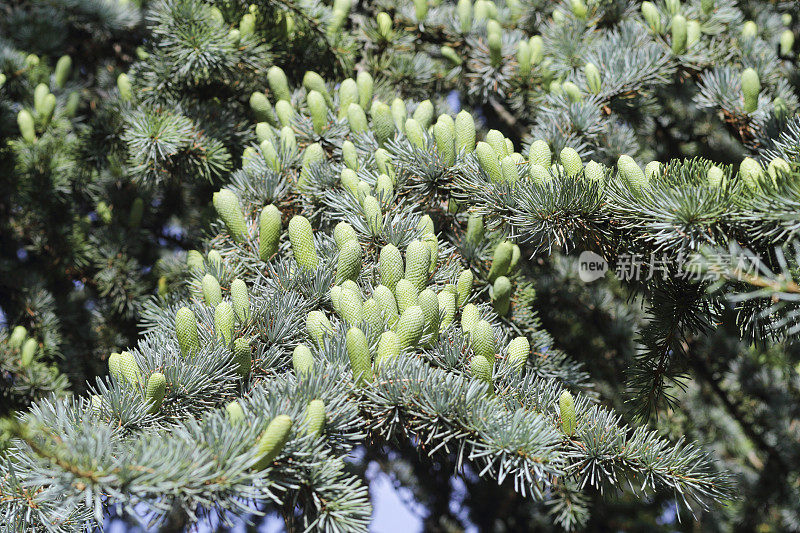 山阿特拉斯西洋雪松' Glauca '雄花粉球果